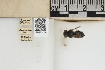 Media type: image;   Entomology 793766 Aspect: labels